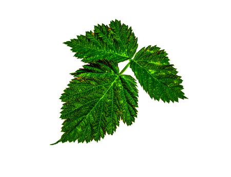 Raspberry leaves on white background