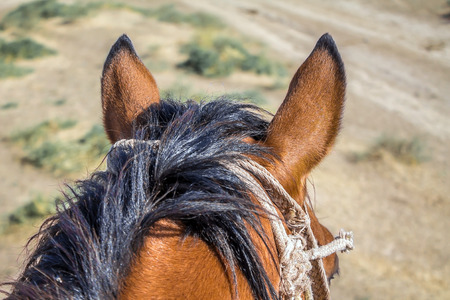 Horse's headの写真素材