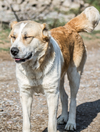 Yellow earth dog in the nature