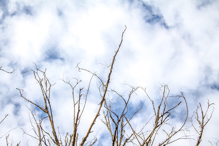 Dry tree branches against the skyの写真素材