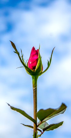 Rose bud on the sky backgroundの写真素材