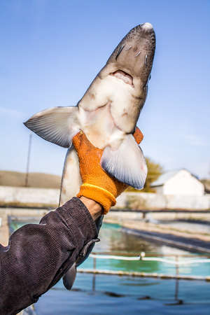 Fish sturgeon on a fish farmの写真素材