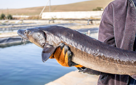 Fish sturgeon on a fish farmの写真素材