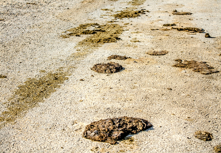 Excrement of animals on the road