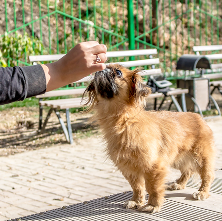 Pekingese dog on the playgroundの写真素材