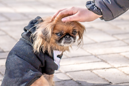 Pekingese dog on the playgroundの写真素材
