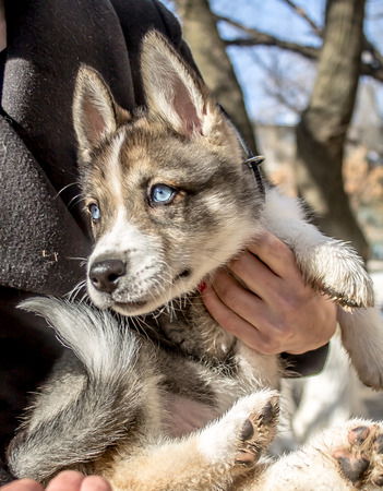 Puppy of the Siberian husky on the hands