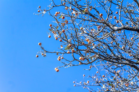 Fruits of hawthorn in autumn against the skyの写真素材