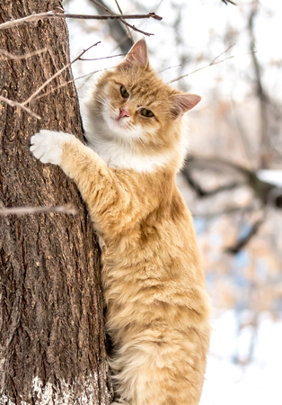 Cats in winter on the streetの写真素材