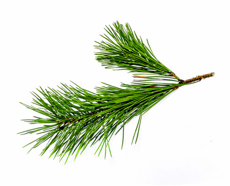 A branch of a coniferous tree and a cone on a white backgroundの写真素材