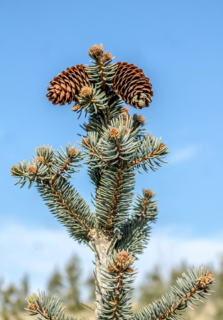 Blooming coniferous tree against the skyの写真素材
