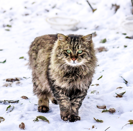 Beautiful homeless cat in the winter on the streetの写真素材