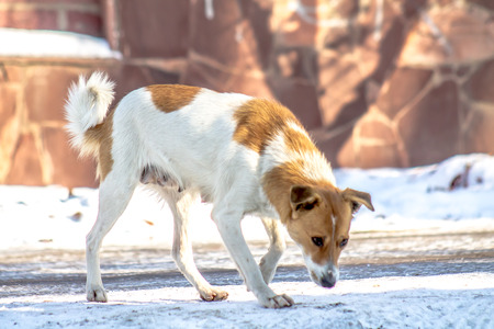 Stray dog â€‹â€‹in winter