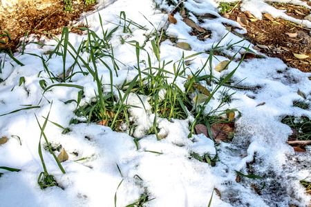 Green grass from under the snowの写真素材