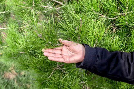 Female hand against the background of coniferous tree
