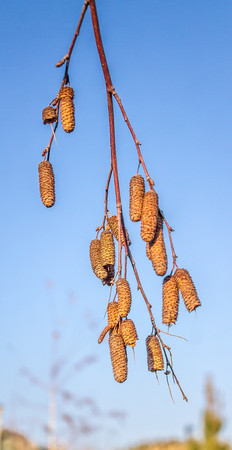 Birch earrings against the sky in the natureの写真素材