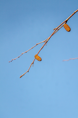 Birch earrings against the sky in the natureの写真素材