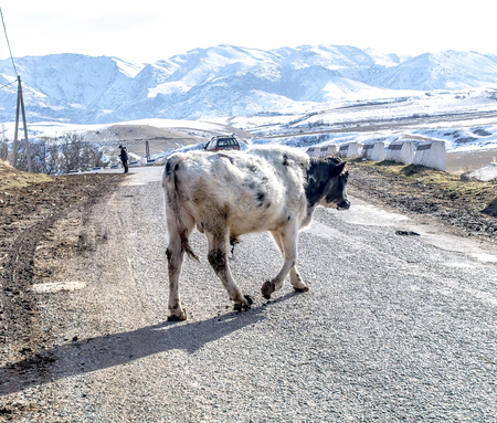 Young bull-calf in natureの写真素材