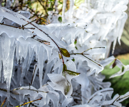 Beautiful icy bushes in natureの写真素材