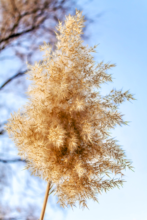 Dry Rush Plant as a backgroundの写真素材