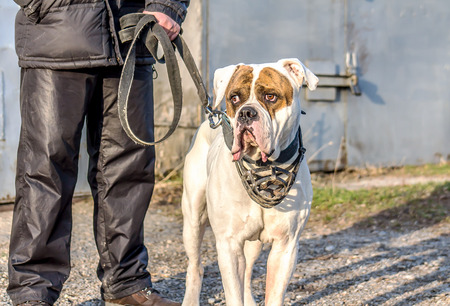 American Bulldog dog on a walkの写真素材