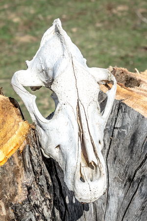 White animal skull in natureの写真素材