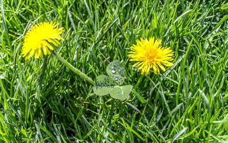 Yellow dandelions in green grassの写真素材