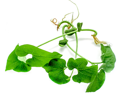 Sprouted beans on white backgroundの写真素材