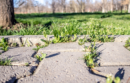 Weeds grow between the paving slabsの写真素材