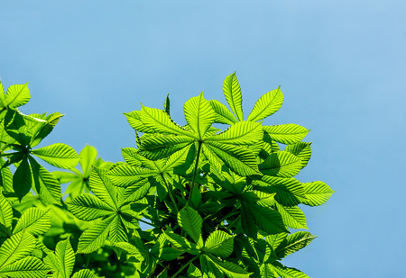 Leaves of a chestnut tree against a blue skyの写真素材
