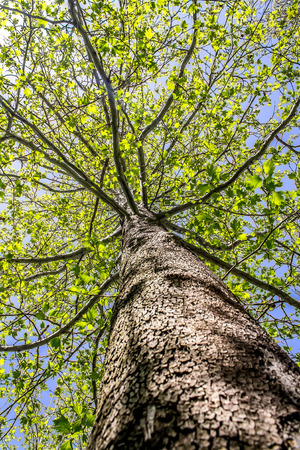 Trunk and crown of a tree against the skyの写真素材