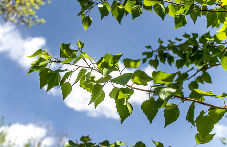 A branch of birch against a blue sky in the spring