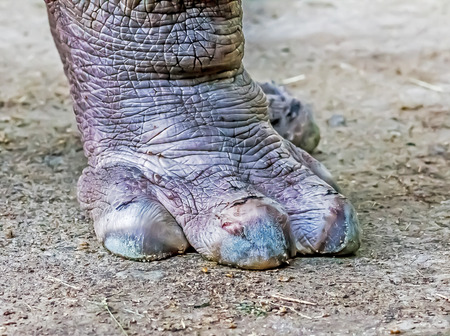 Legs of a hippopotamus close-upの写真素材