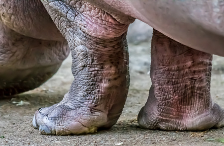 Legs of a hippopotamus close-upの写真素材