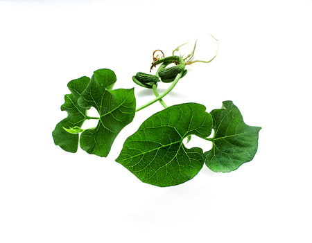 Sprouted bean beans on white backgroundの写真素材