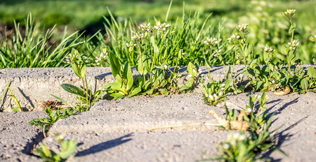 Green grass between paving tilesの写真素材