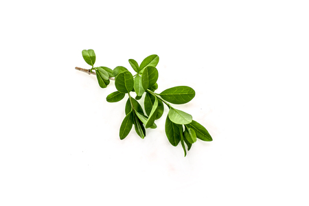 Green sprig of a plant on a white background -  ligustrum on whiteの写真素材