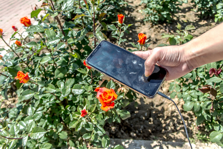 A rose flower bush in a park in the springの写真素材