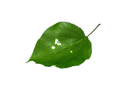 A leaf of a tree is eaten by a caterpillar on a white background