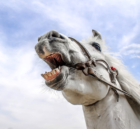 Head of a white horse against the sky backgroundの写真素材