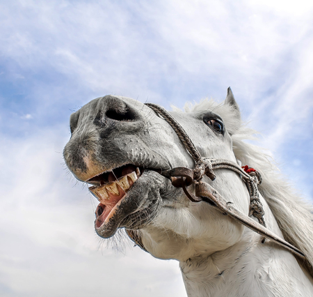The laughing horse against the background of the summer skyの写真素材