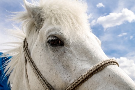 The laughing horse against the background of the summer skyの写真素材
