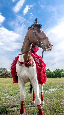 A girl in national Kazakh clothes on a horsebackの写真素材