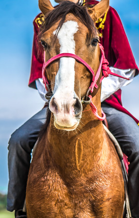 Head of a horse against the skyの写真素材
