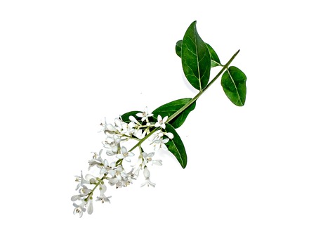 White flowers of ligustrum plant on white backgroundの写真素材