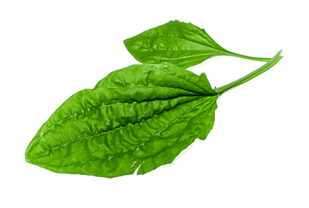 Herb plantain on a white backgroundの写真素材