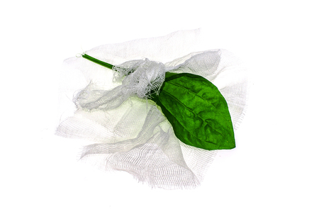 Herb plantain on a white backgroundの写真素材