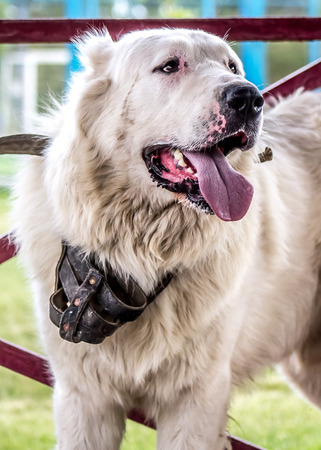 Large dog long-haired Asian