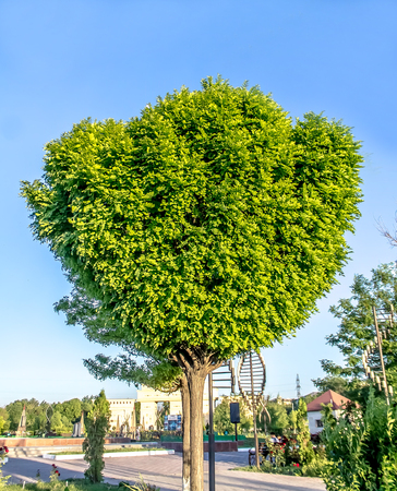 Green tree in the park against the skyの写真素材