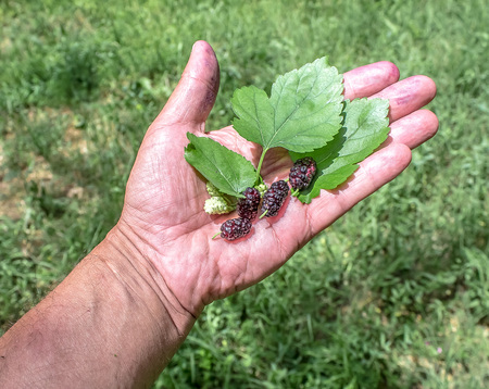 Mulberry Fruit in Handの写真素材
